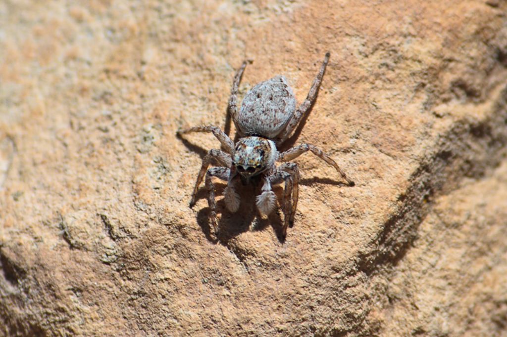 Menemerus semilimbatus - Malta